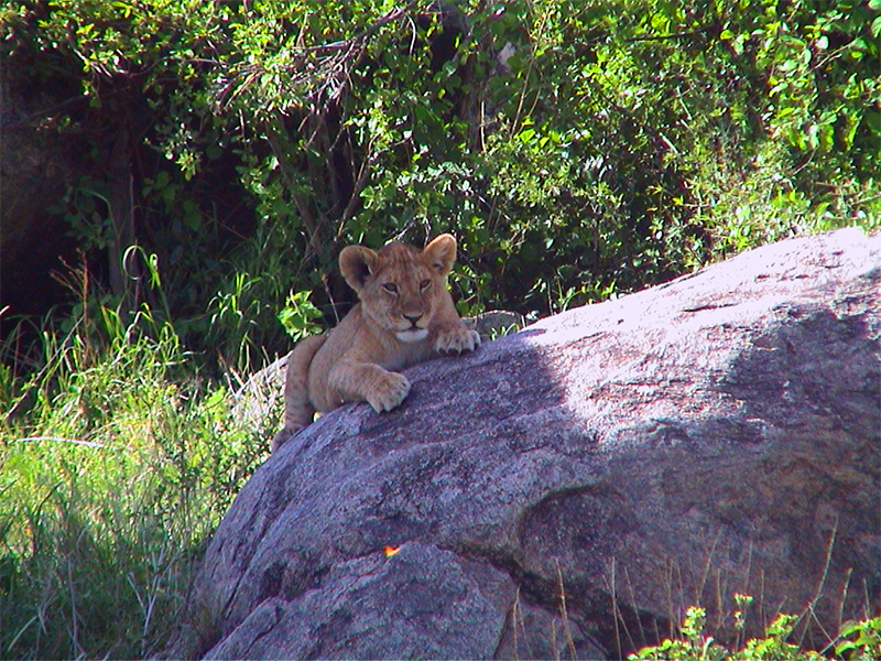 Lion Cub chills in the Serengeti