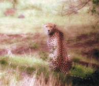 Cheetah gives us the 'tourist view'.  Photo by Adam Angel