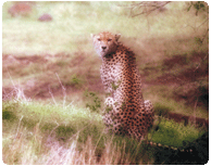 Cheetah gives us the 'tourist view'. Photo by Adam Angel