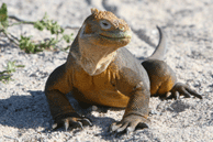 Land Iguana
