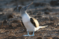 Blue-Footed Bobby