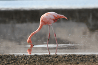 Greater Flamingo