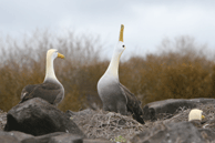 Albatross Dancing