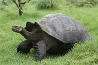 Giant Tortoise