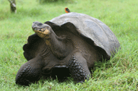 Giant Tortoise and Vermillion Flycatcher
