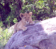 Lion Cub chills in the Serengeti