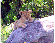 a Lion cub chills in the Serengeti