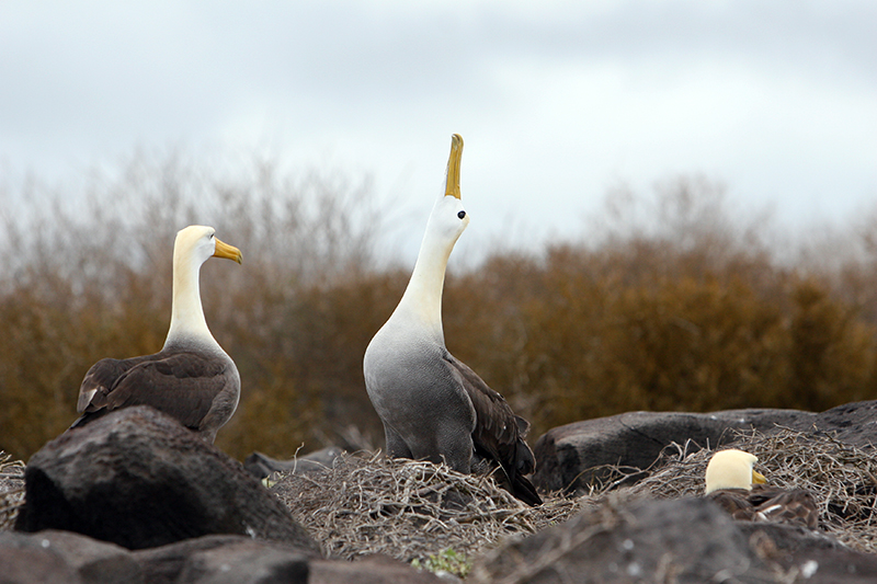 Albatross Dancing