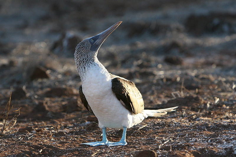 Blue-Footed Bobby