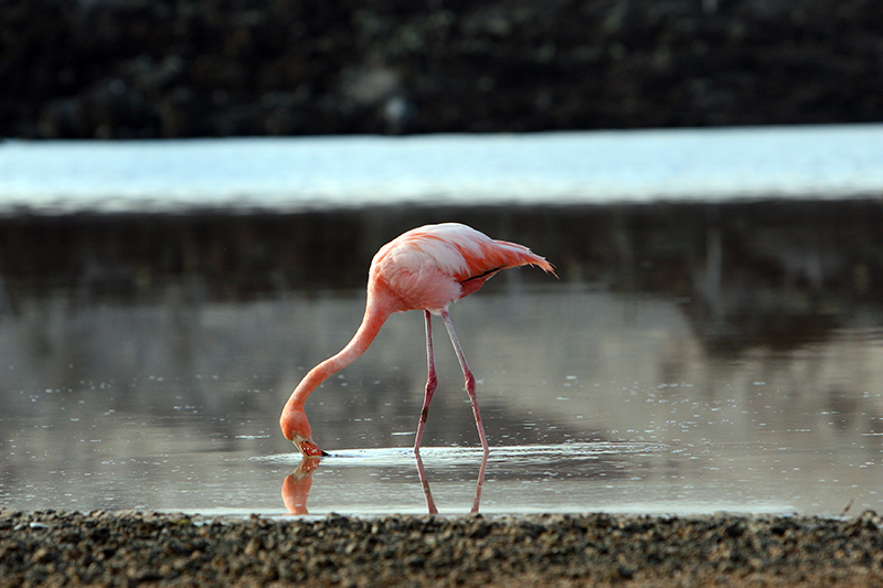 Greater Flamingo