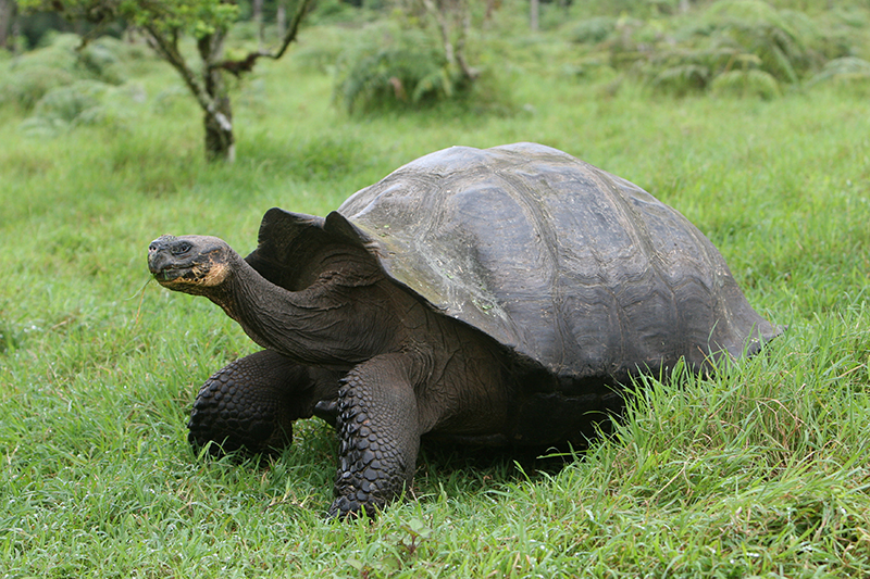 Giant Tortoise