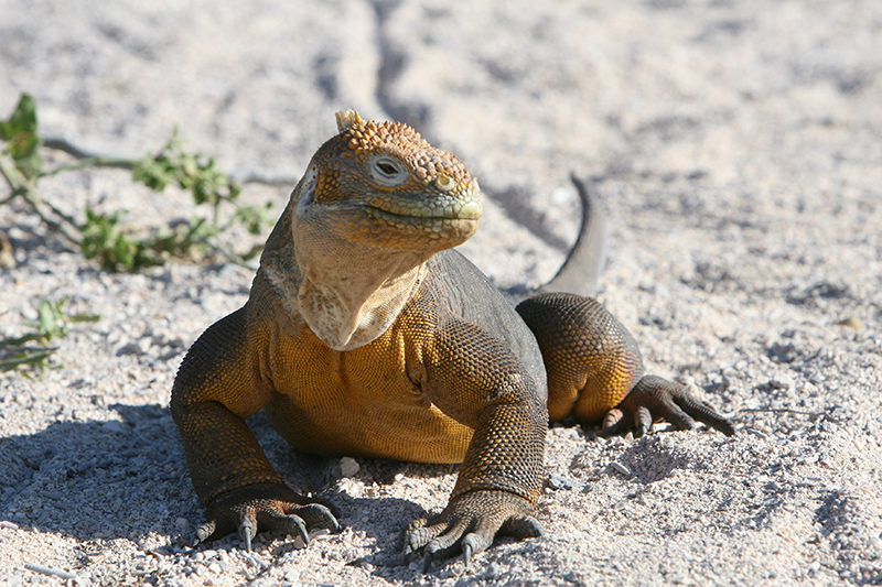 Land Iguana