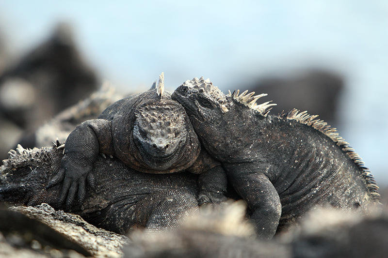 Sea Iguanas