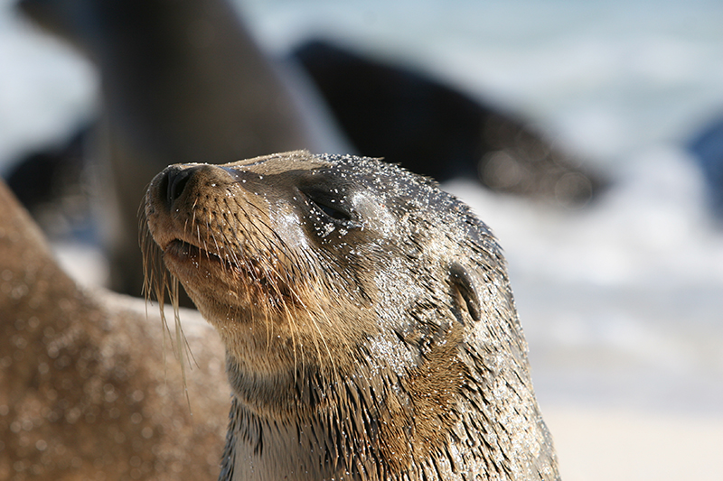 Seals Get Attention