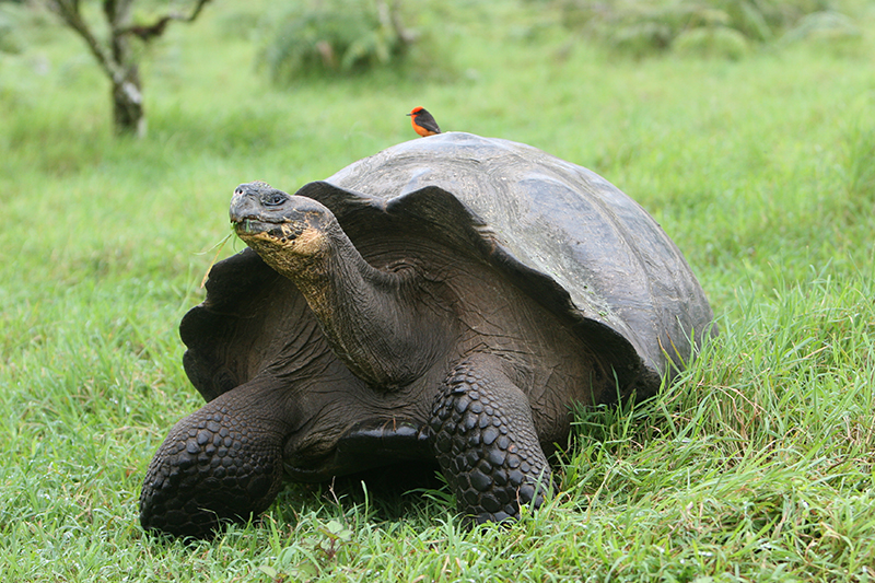 Giant Tortoise and Vermillion Flycatcher